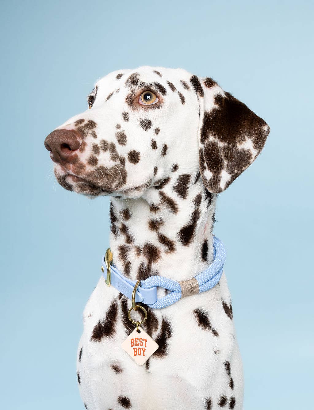 Best Boy Pet Tag