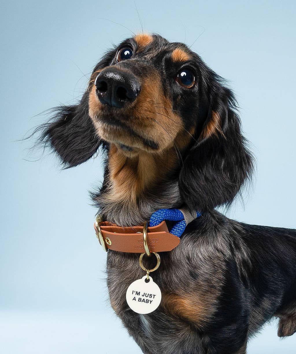 I'm Just A Baby Pet Tag